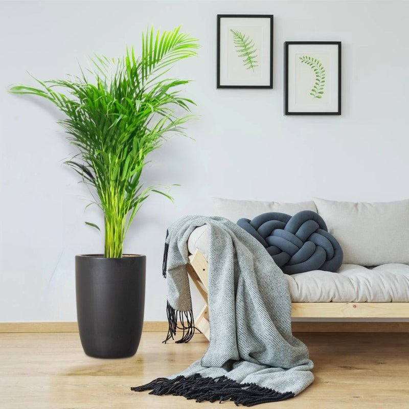 Areca Palm Holland or Chrysalidocarpus Lutescens - Image 6