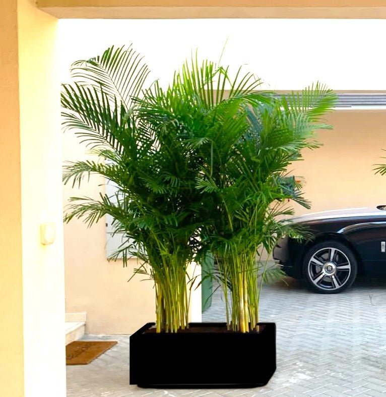 Areca Palm 1.2-1.5m Outdoor In Fiber Glass Pot (GRP)(70x30x30)