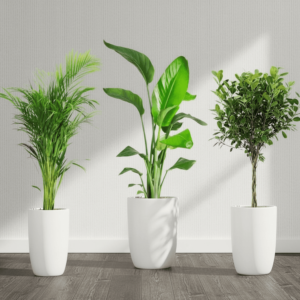 Botanical Elegance Bundle (1xAreca 1m-1.2m)(1xFicus twisted 1m-1.2m)(1xBird of Paradis 1.2 -1.5m) in Ceramic Pot (Full Set S.M.L)