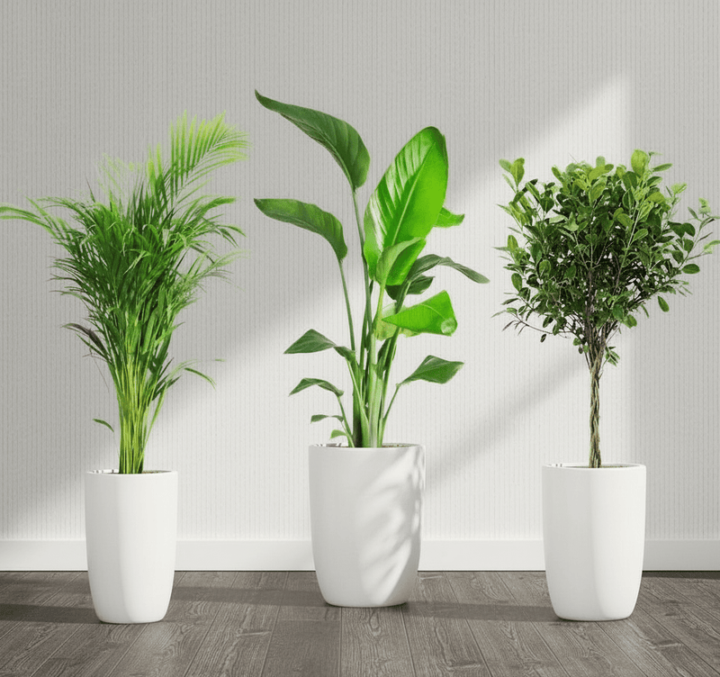 Botanical Elegance Bundle (1xAreca 1m-1.2m)(1xFicus twisted 1m-1.2m)(1xBird of Paradis 1.2 -1.5m) in Ceramic Pot (Full Set S.M.L)