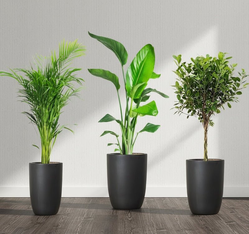 Botanical Elegance Bundle (1xAreca 1m-1.2m)(1xFicus twisted 1m-1.2m)(1xBird of Paradis 1.2 -1.5m) in Ceramic Pot (Full Set S.M.L) - Image 2