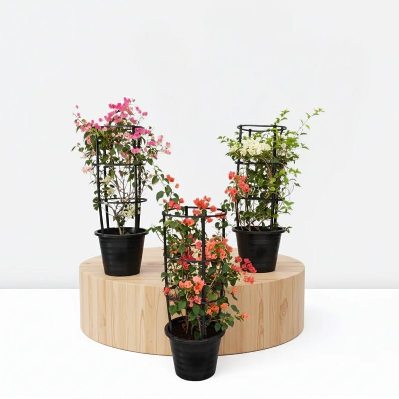 Bougainvillea Plants Bundle - White, Pink, Orange (30-40cm) in Pot
