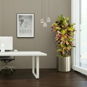 Codiaeum Variegatum (Croton Plant) Mrs Iceton