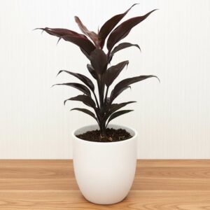 Cordyline Fruticosa Mambo "Good luck plant" 25-30cm