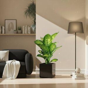 Dieffenbachia seguine Or Tropic Snow in Grp Square Pot 30x30