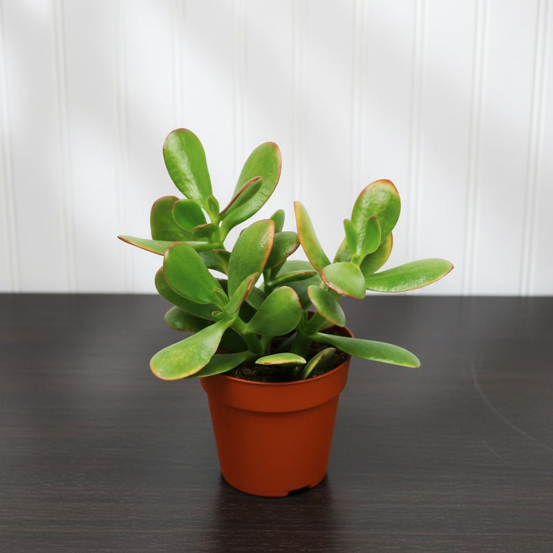 Dollar Plant "Crassula ovata Mini " Or Jade Plant" 5-10cm - Image 3