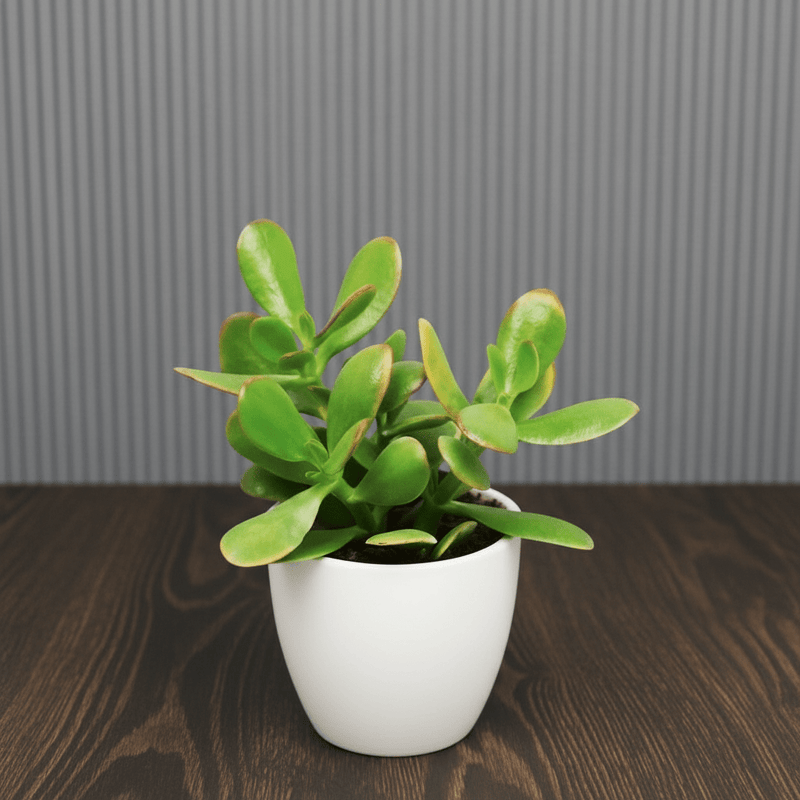 Dollar Plant "Crassula ovata Mini " Or Jade Plant" 5-10cm