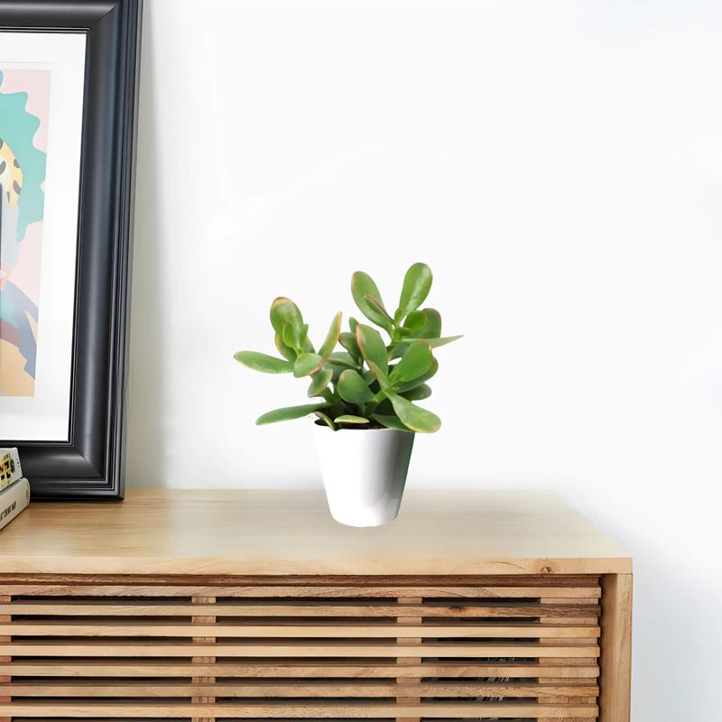 Dollar Plant "Crassula ovata Mini " Or Jade Plant" 5-10cm - Image 5