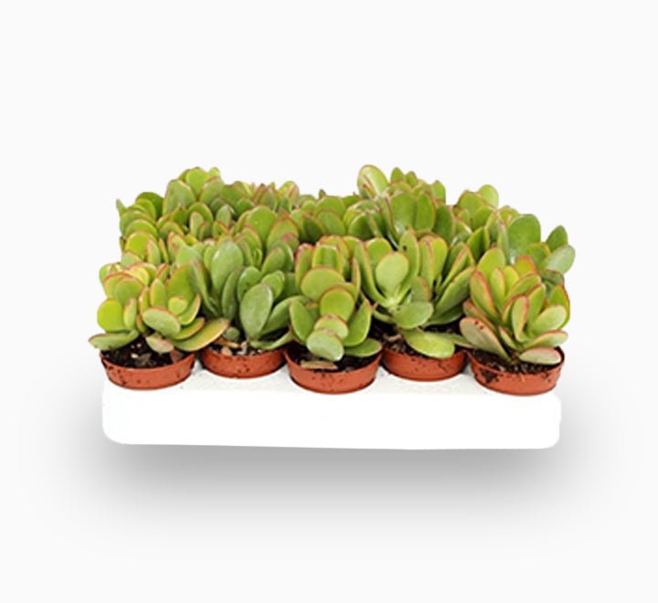 Dollar Plant "Crassula ovata Mini " Or Jade Plant" 5-10cm - Image 2
