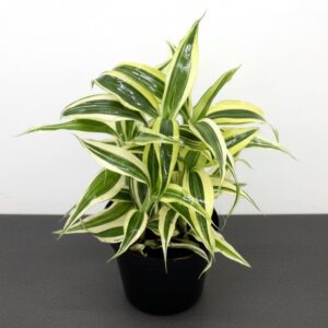 Dracaena Sanderiana Small in 9cm pot