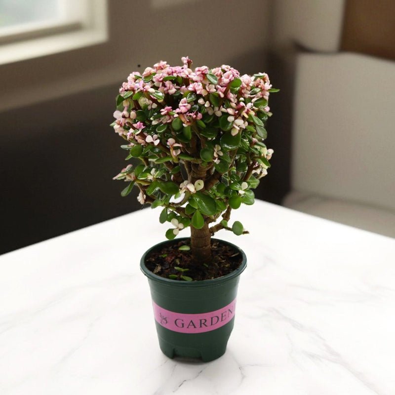 Dwarf Jade Plant - Elephant Bush 15 - 20 cm - Image 2