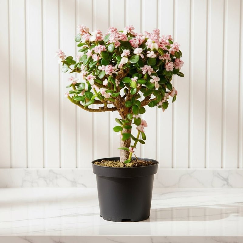 Dwarf Jade Plant - Elephant Bush 15 - 20 cm