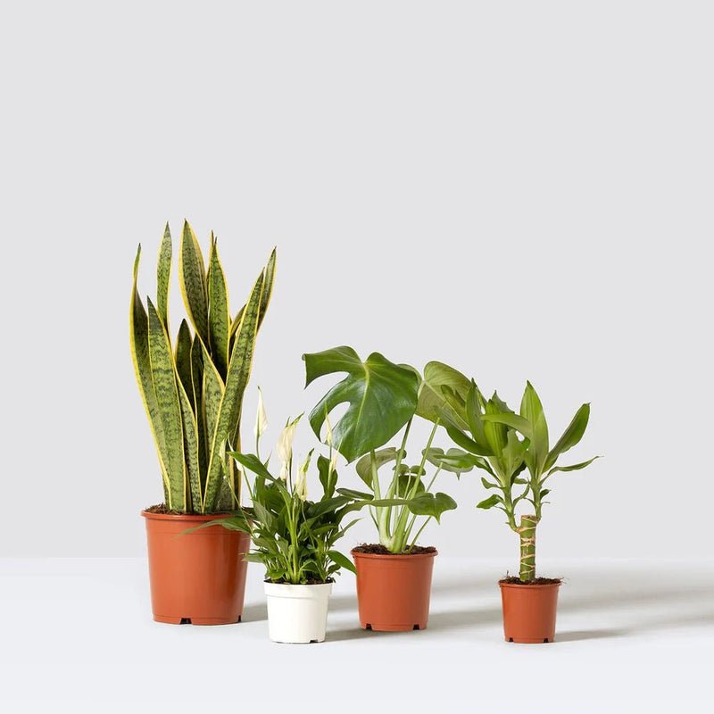 Easy-Care Indoor Plant Quad (Snake Plant 40-60cm, Peace Lily 30-40cm, Monstera Deliciosa 50-60cm, and Dracaena Fragrans-Gold Coast 30-40cm) - Image 2