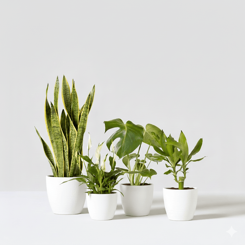 Easy-Care Indoor Plant Quad (Snake Plant 40-60cm, Peace Lily 30-40cm, Monstera Deliciosa 50-60cm, and Dracaena Fragrans-Gold Coast 30-40cm)