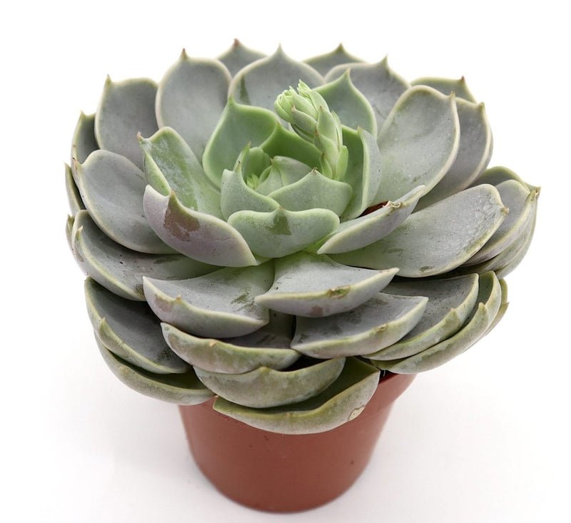 Echeveria Succulent - Image 2