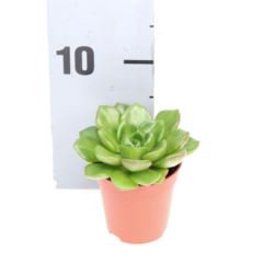 Echeveria Succulent - Image 4