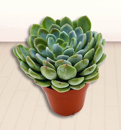 Echeveria Succulent - Image 3
