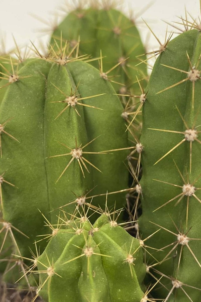 Echino Cactus - Image 2