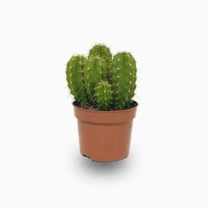 Echino Cactus