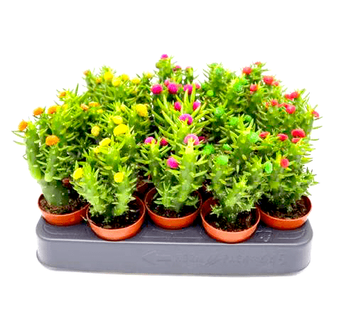 Eve's Pin Cactus | Opuntia Subulata Indoor 5-8cm - Image 2