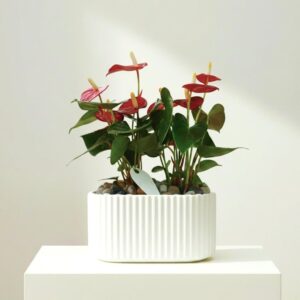 Exquisite White Fluted Pot Flamingo Flower 30-40cm (Suitable as Gift)