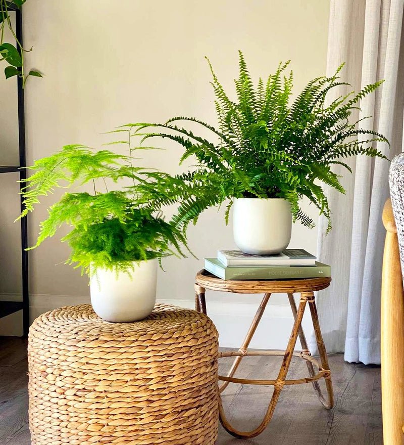 Fern Pair (Boston Fern 20-25cm, Asparagus Fern 20-30cm) in white ceramics pot