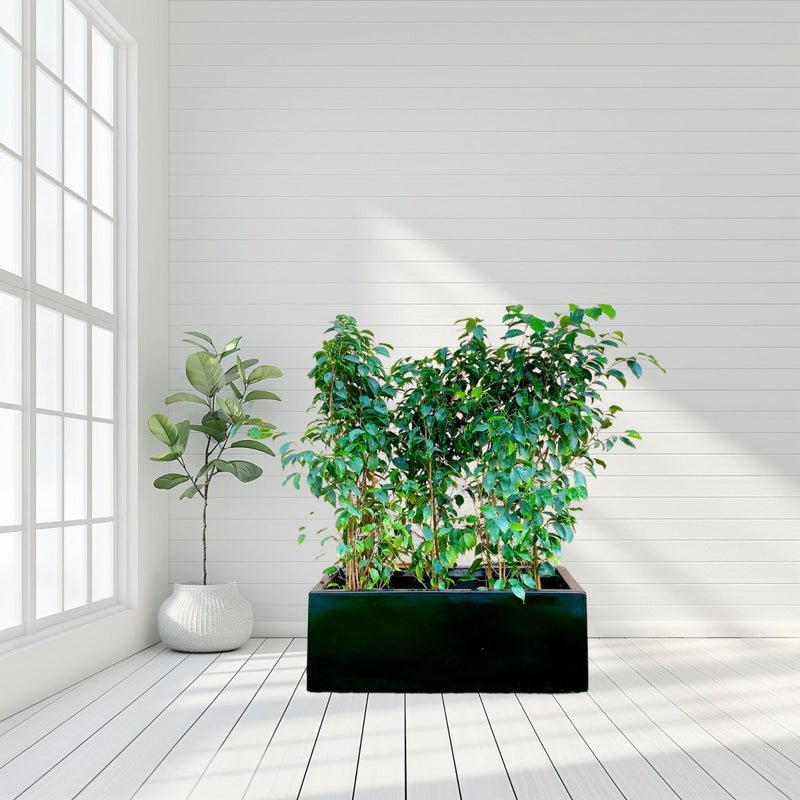 Ficus Banjamina Trio in Rectangular Fiber Glass Planter (GRP) (70x30x30cm) - Image 5