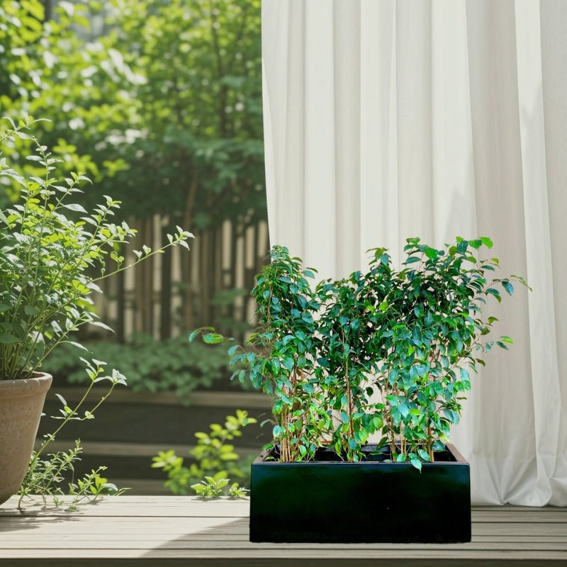 Ficus Banjamina Trio in Rectangular Fiber Glass Planter (GRP) (70x30x30cm) - Image 2