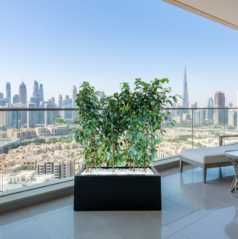 Ficus Banjamina Trio in Rectangular Fiber Glass Planter (GRP) (70x30x30cm)