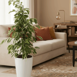 Ficus benjamina Gold king