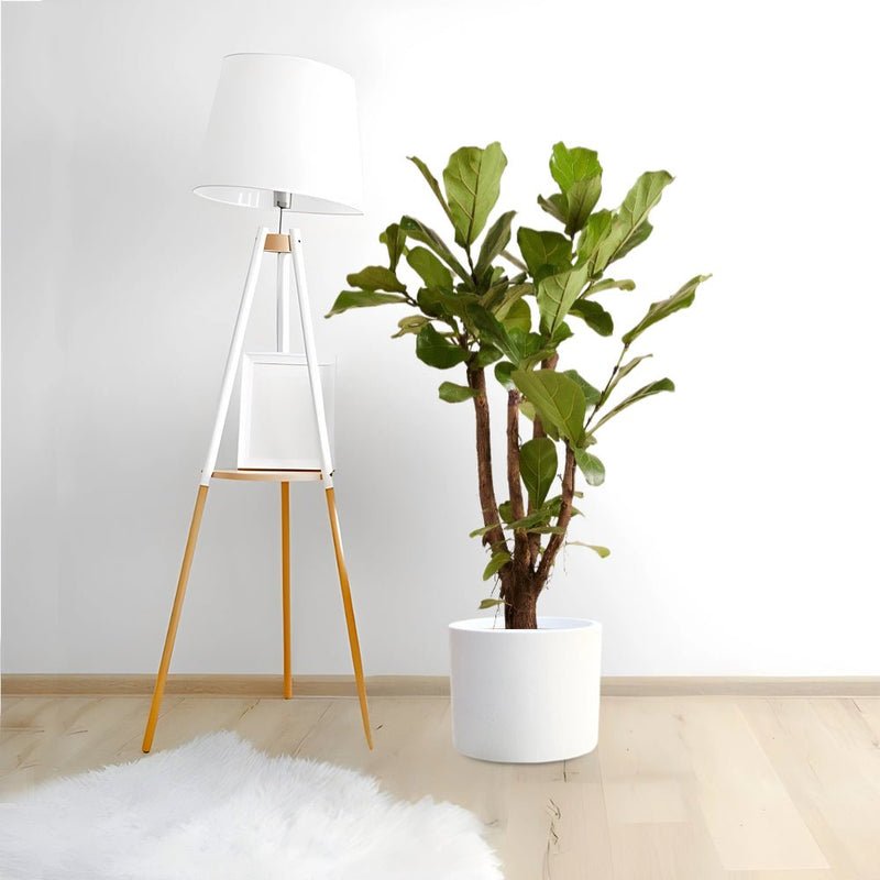 Branched Fig Fiddle Leaf | Ficus Lyrata 1.2-1.5m Tall - Image 4