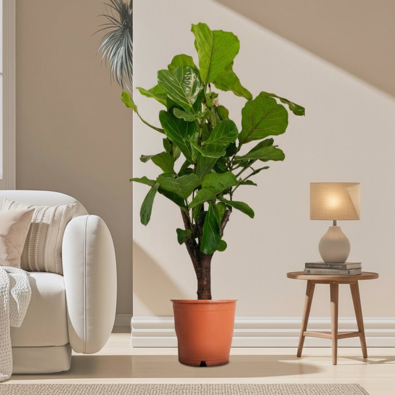 Branched Fig Fiddle Leaf | Ficus Lyrata 1.2-1.5m Tall - Image 2