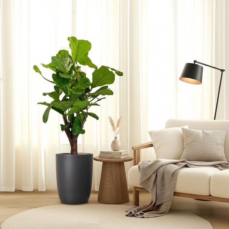 Branched Fig Fiddle Leaf | Ficus Lyrata 1.2-1.5m Tall