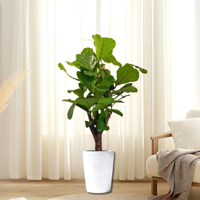 Branched Fig Fiddle Leaf | Ficus Lyrata 1.2-1.5m Tall - Image 3