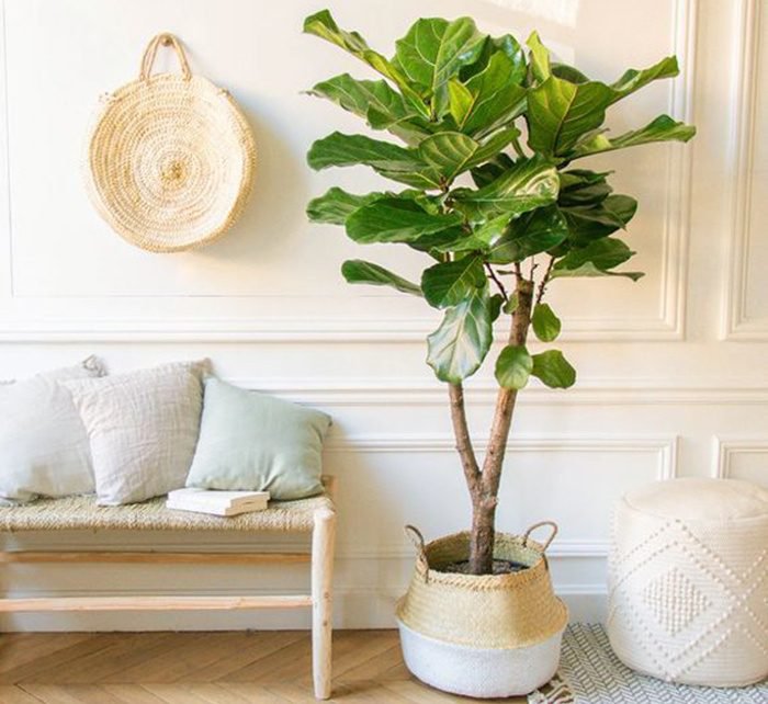 Branched Fig Fiddle Leaf | Ficus Lyrata 1.2-1.5m Tall - Image 5