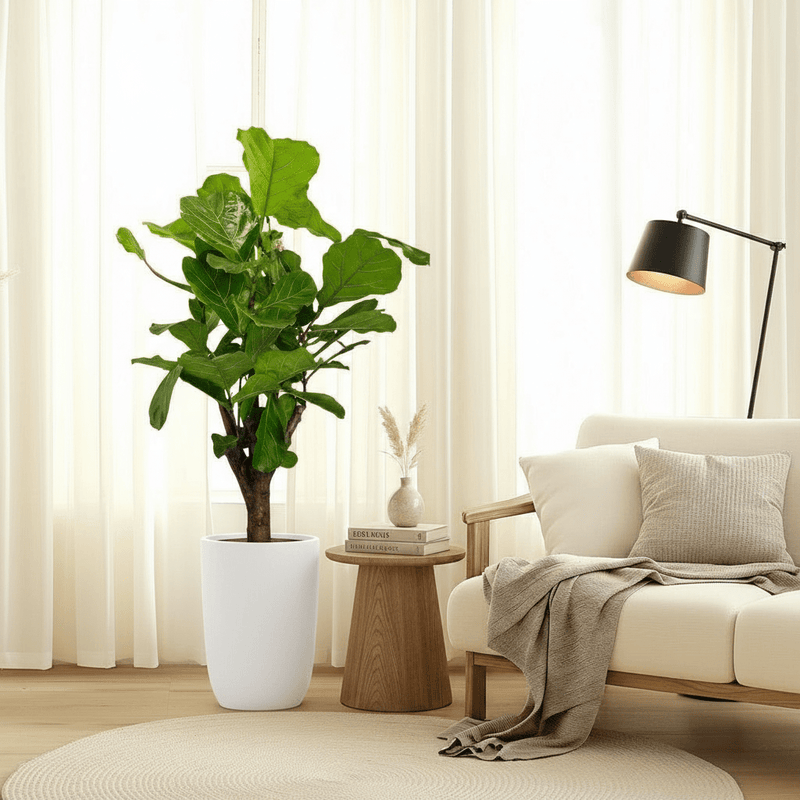 Branched Fig Fiddle Leaf | Ficus Lyrata 1.2-1.5m Tall - Image 6