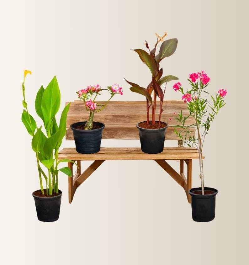 Flowering Plant Bundle (Desert Rose | Oleander | 2xCanna Lily 30-50cm)