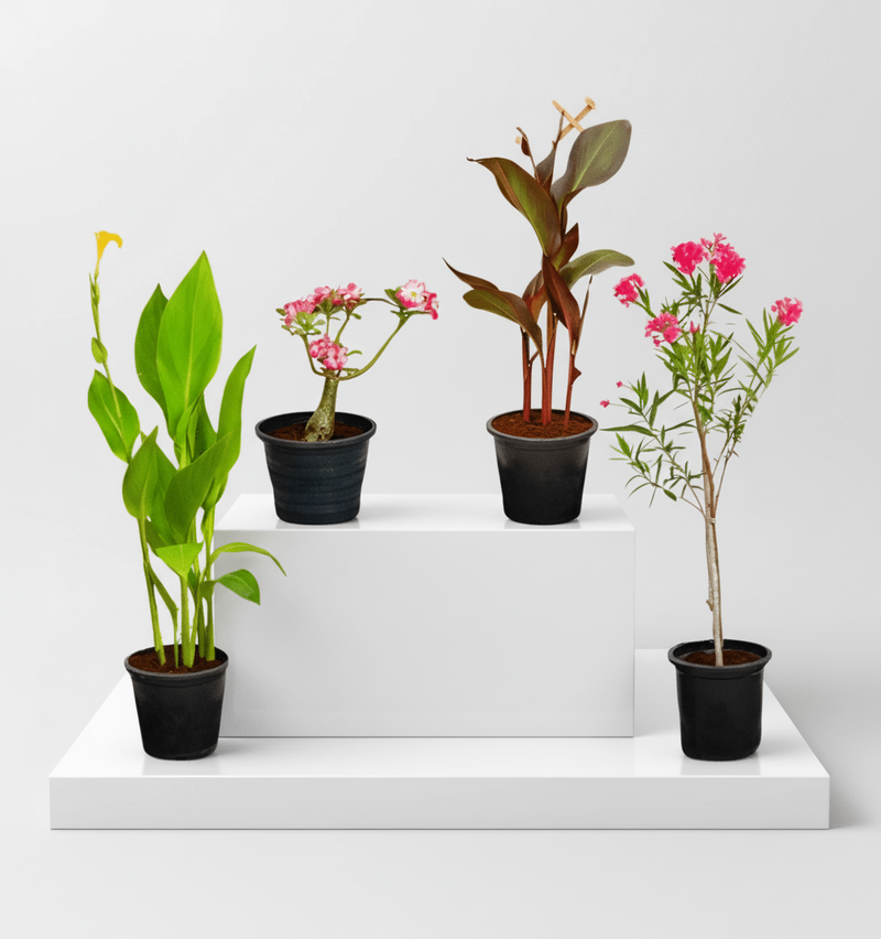 Flowering Plant Bundle (Desert Rose | Oleander | 2xCanna Lily 30-50cm) - Image 2