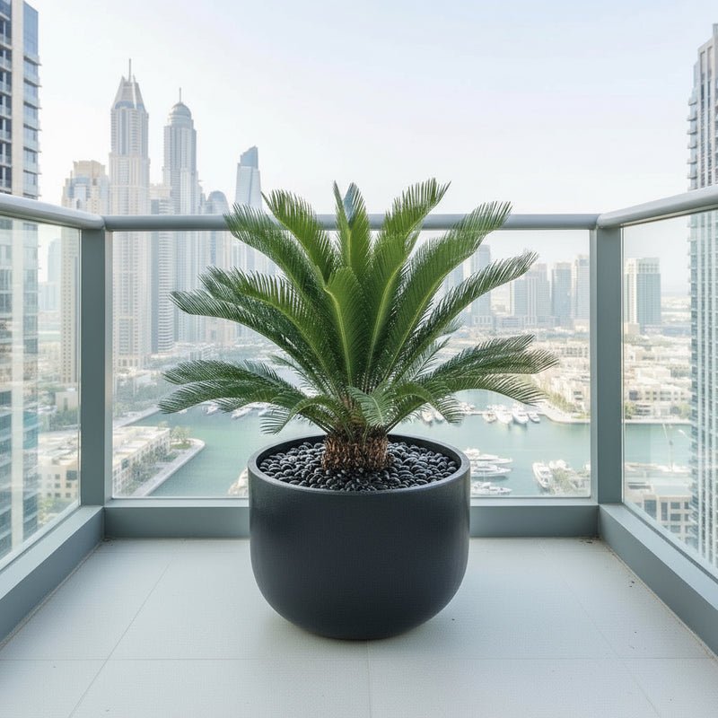 Giant Sago Palm in Fiber Pot / Potted Sago Palm indoor decor