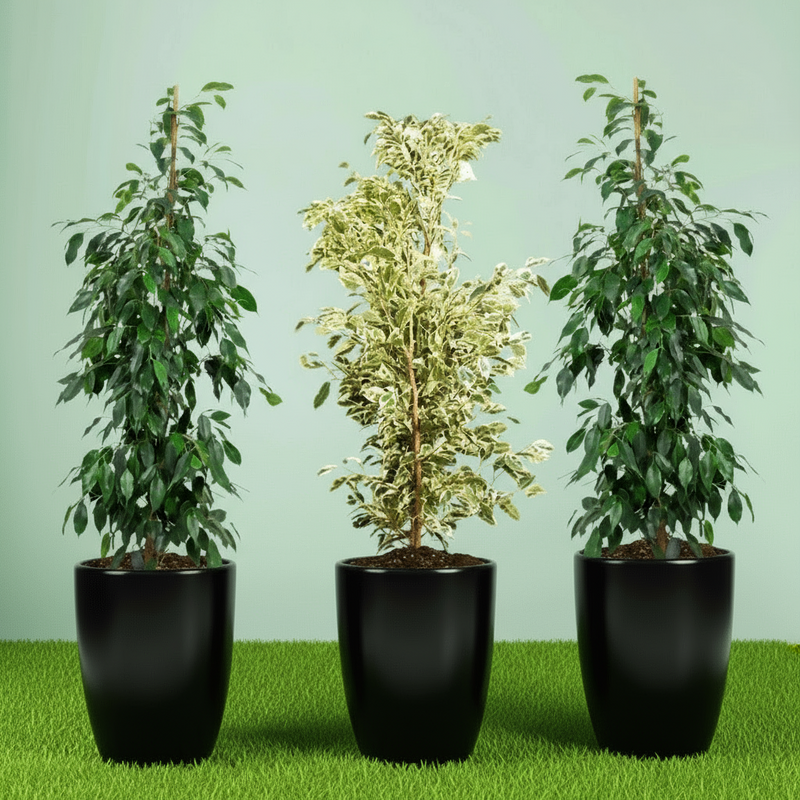 Green Glow Trio (1x starlight 100cm-120cm- 2x Ficus Benjamina 100cm-120cm) in Ceramic pot small - Image 2
