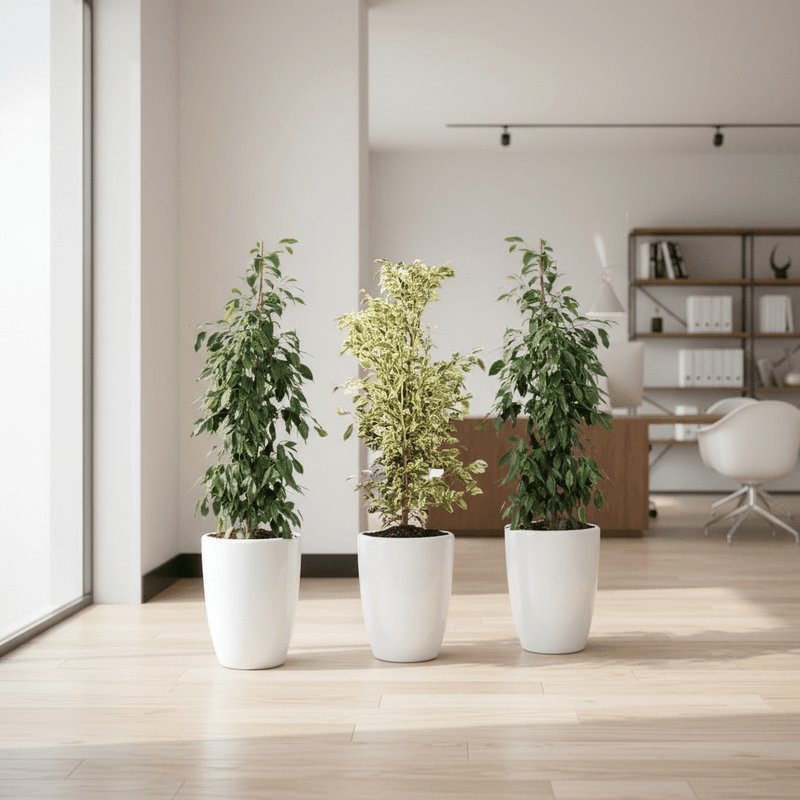Green Glow Trio (1x starlight 100cm-120cm- 2x Ficus Benjamina 100cm-120cm) in Ceramic pot small - Image 3