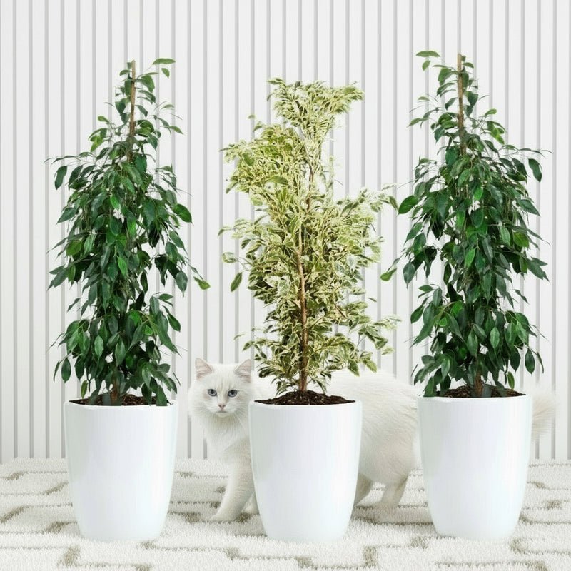 Green Glow Trio (1x starlight 100cm-120cm- 2x Ficus Benjamina 100cm-120cm) in Ceramic pot small