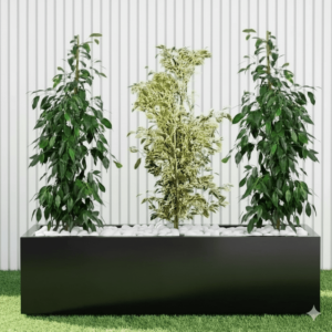 Green Glow Trio (1x starlight 100cm-120cm- 2x Ficus Benjamina 100cm-120cm) in Grp 90-30-30 Pot