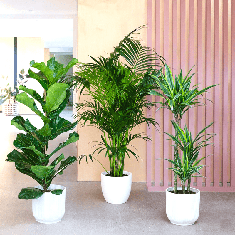 Houseplants Bundle (Fiddle Leaf Fig 1.0-1.2m, Areca Palm 1.0-1.2m, and Dracaena Fragrans-Gold Coast 1.0-1.2m)
