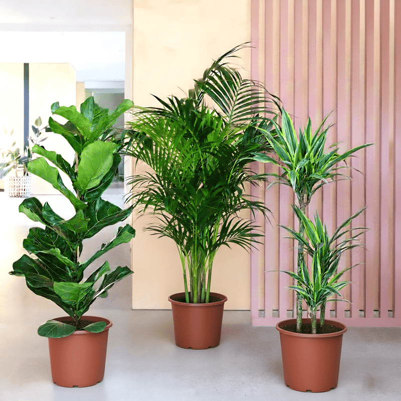 Houseplants Bundle (Fiddle Leaf Fig 1.0-1.2m, Areca Palm 1.0-1.2m, and Dracaena Fragrans-Gold Coast 1.0-1.2m) - Image 2