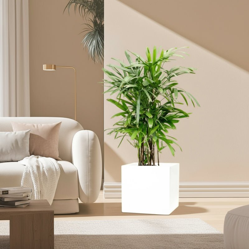 Lady Palm "Rhapis Excelsa سيدة النخيل in Grp Square Pot 40x40 - Image 2