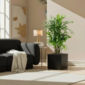 Lady Palm "Rhapis Excelsa سيدة النخيل in Grp Square Pot 40x40