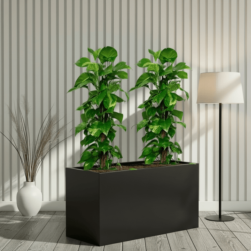 “Large Money Plant 100-120cm Pair in 90×30×50 GRP Planter” - Image 3