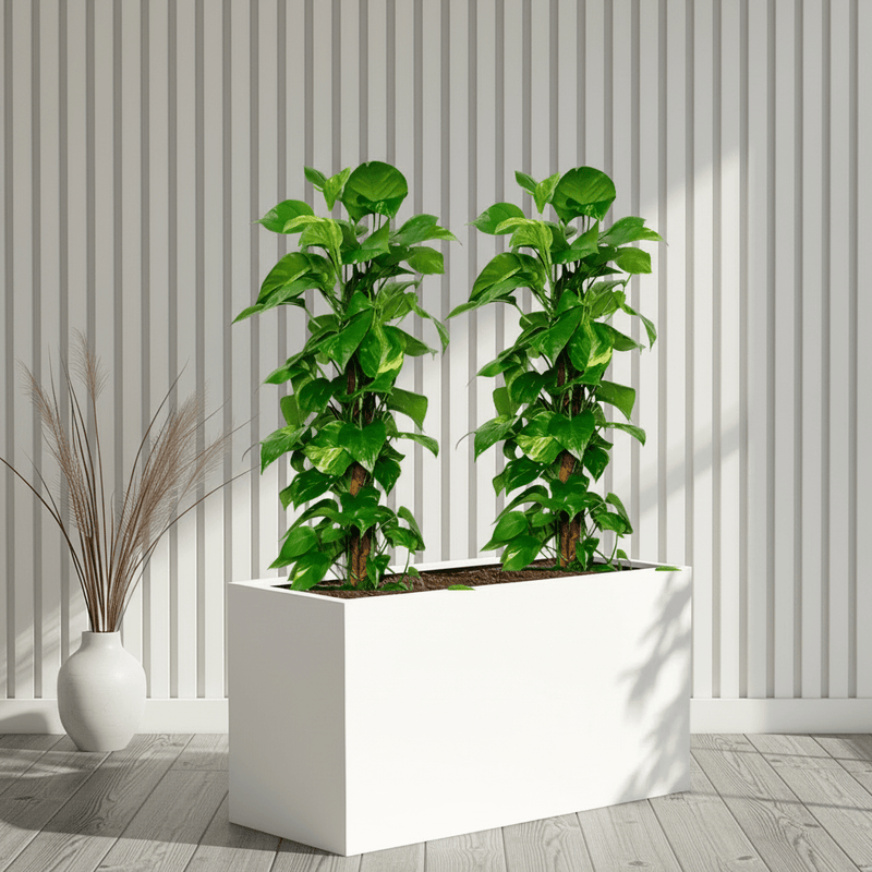 “Large Money Plant 100-120cm Pair in 90×30×50 GRP Planter” - Image 2