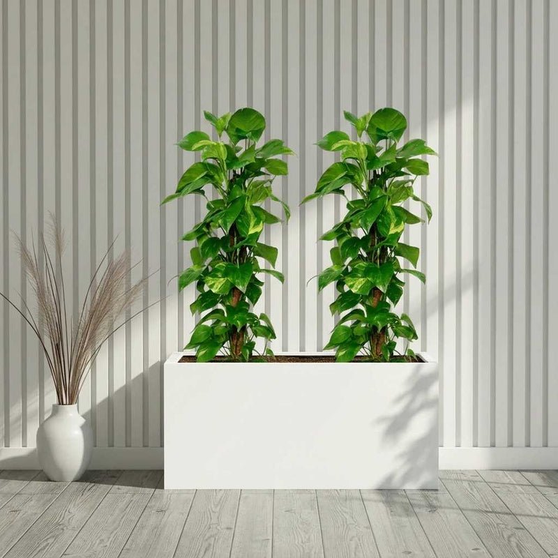“Large Money Plant 100-120cm Pair in 90×30×50 GRP Planter”